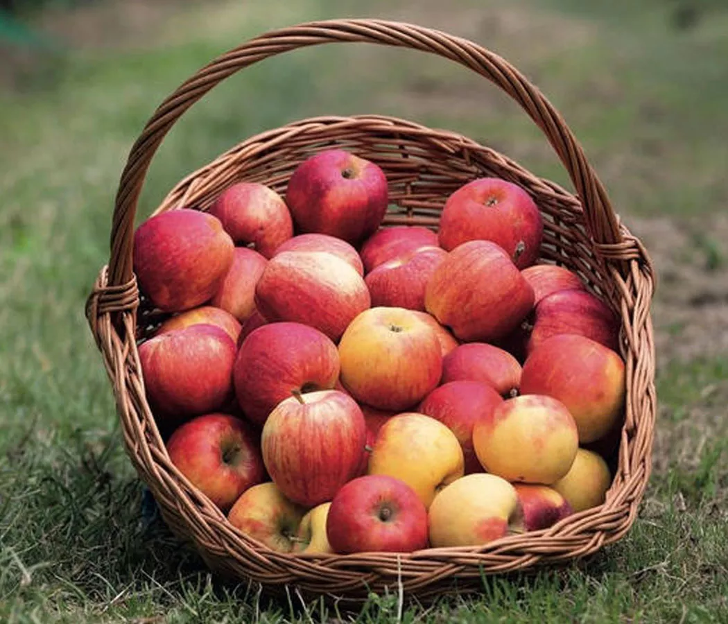 apfel-selbstpfluecke-2024 apfel selbstpfluecke 2024