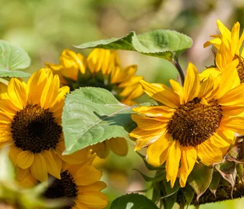 blumen 4