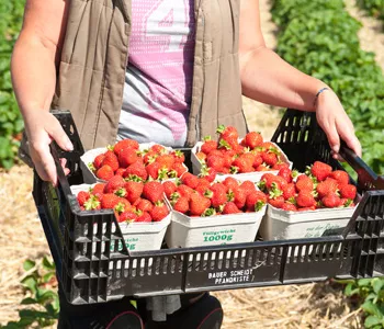 erdbeeren_2 erdbeeren 2